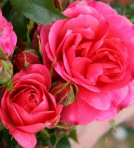 ABBIES ROSE (floribunda)